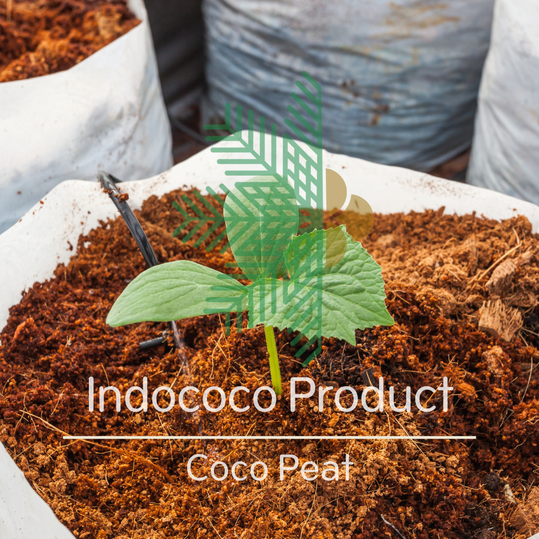 Coir Pith For Plant Indonesia