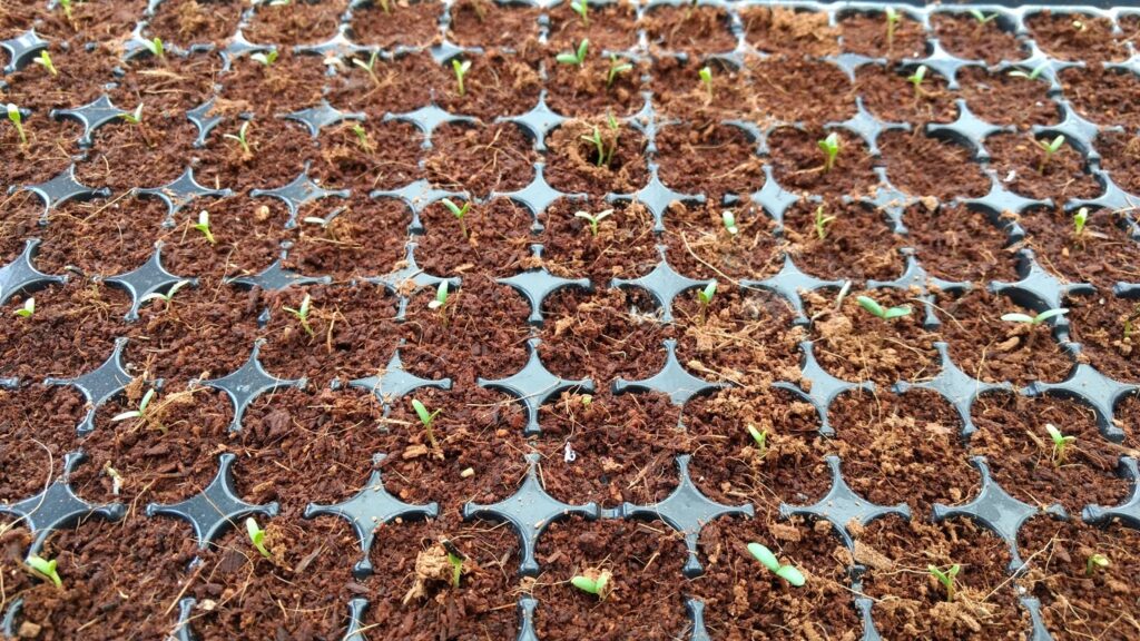 coco fiber rolls sale