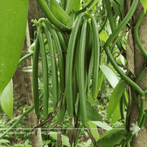 Green Vanilla Beans - Indonesia